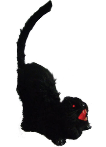 Animated Cat