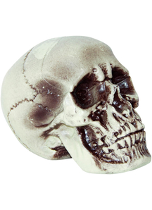 Realistic Skull 7 Inches