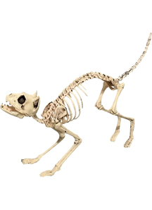 Skeleton Cat Props