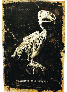 Bird Canvas Frame