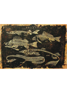 Fish Canvas Frame
