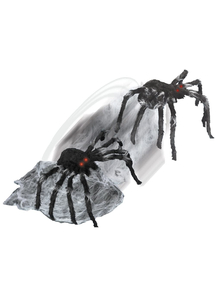Jumping Spider Black