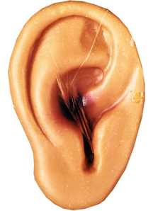 Cut Off New Ear