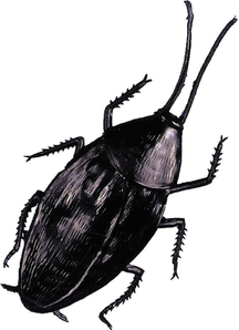Giant Cockroach