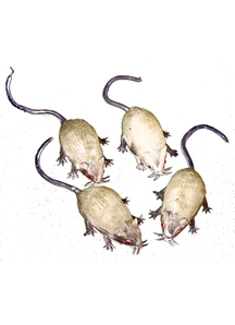 Glow-In-The-Dark Mice