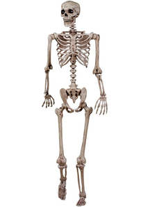 Human Skeleton