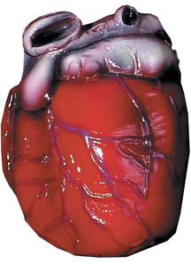 Realistic-Looking Heart