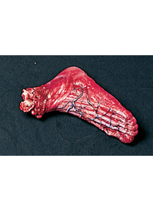 Skinned Left Foot
