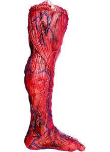 Skinned Left Leg
