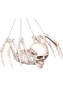 Spider Skeleton