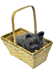 Toto W Basket Economy