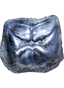 Bongo Chest