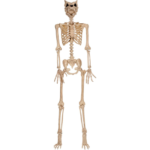 Werewolf Skeleton