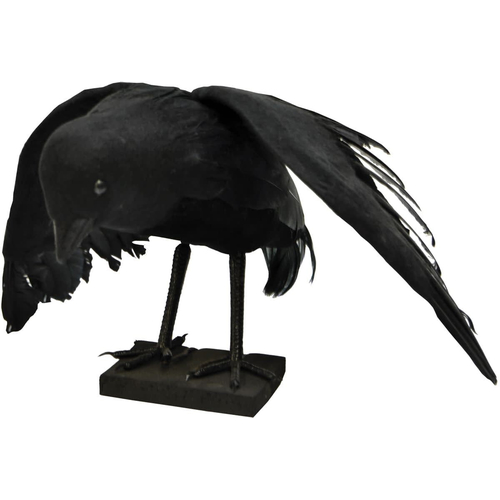 Black Raven