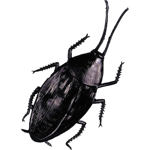 Giant Cockroach