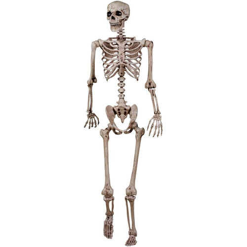 Human Skeleton