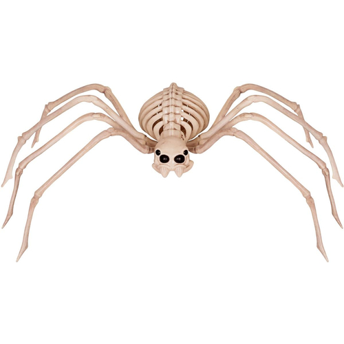 Moveable Spider Form Skeleton.