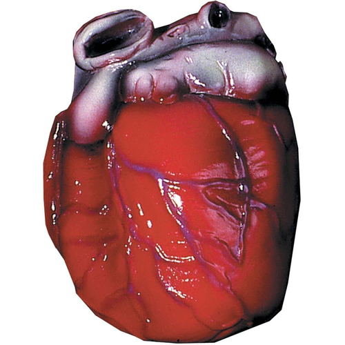 Realistic-Looking Heart