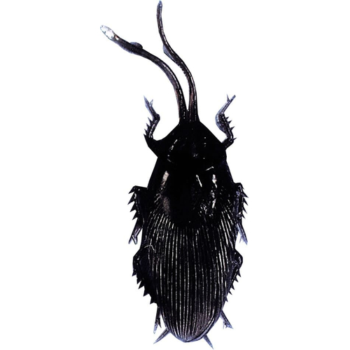 Single Cockroach
