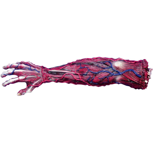 Skinned Left Arm