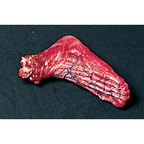 Skinned Left Foot