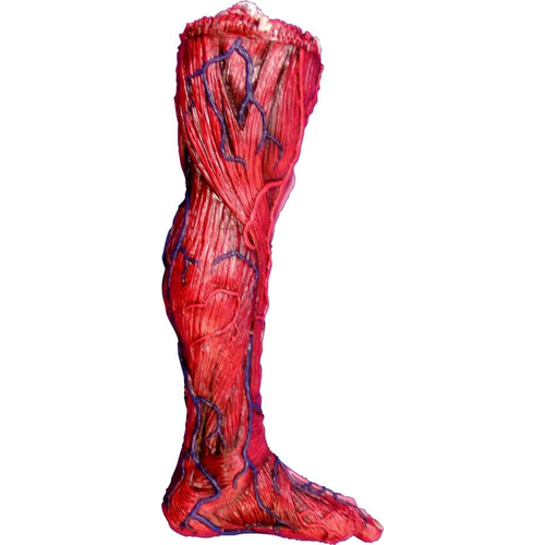Skinned Left Leg