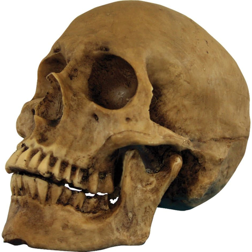 Skull Moveable