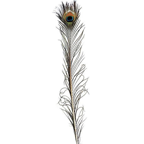 Feather Peacock