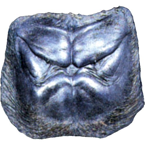Bongo Chest