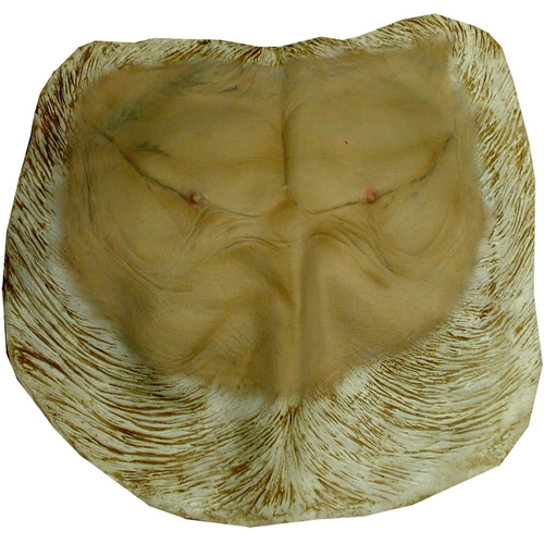 Pongo Chest