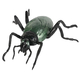 Cockroach 7 inches