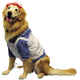 Raggedy Ann Pet Costume